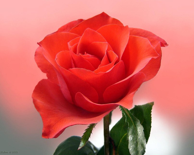 Любовь Матюшкина | Санкт-Петербург