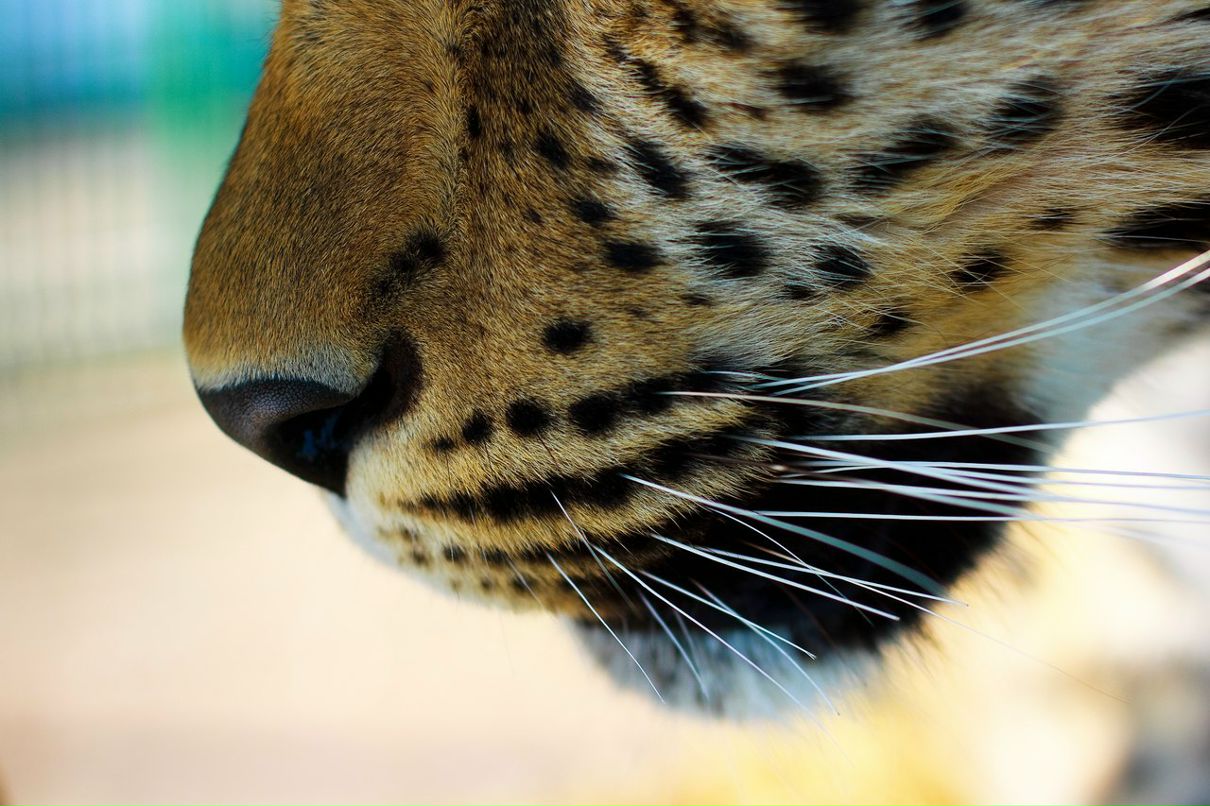 Надежда Тиунова | Барнаул