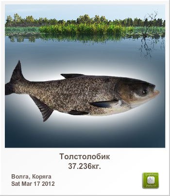 Анатолий Федотенко Николаевич | Киев