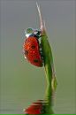 №36 Полина Николушко : профиль, фото, статус - ВКонтакте