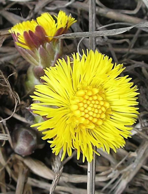 Алёна Алтухова | Санкт-Петербург