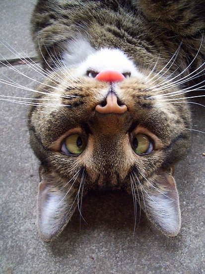 Маша Котик | Boston