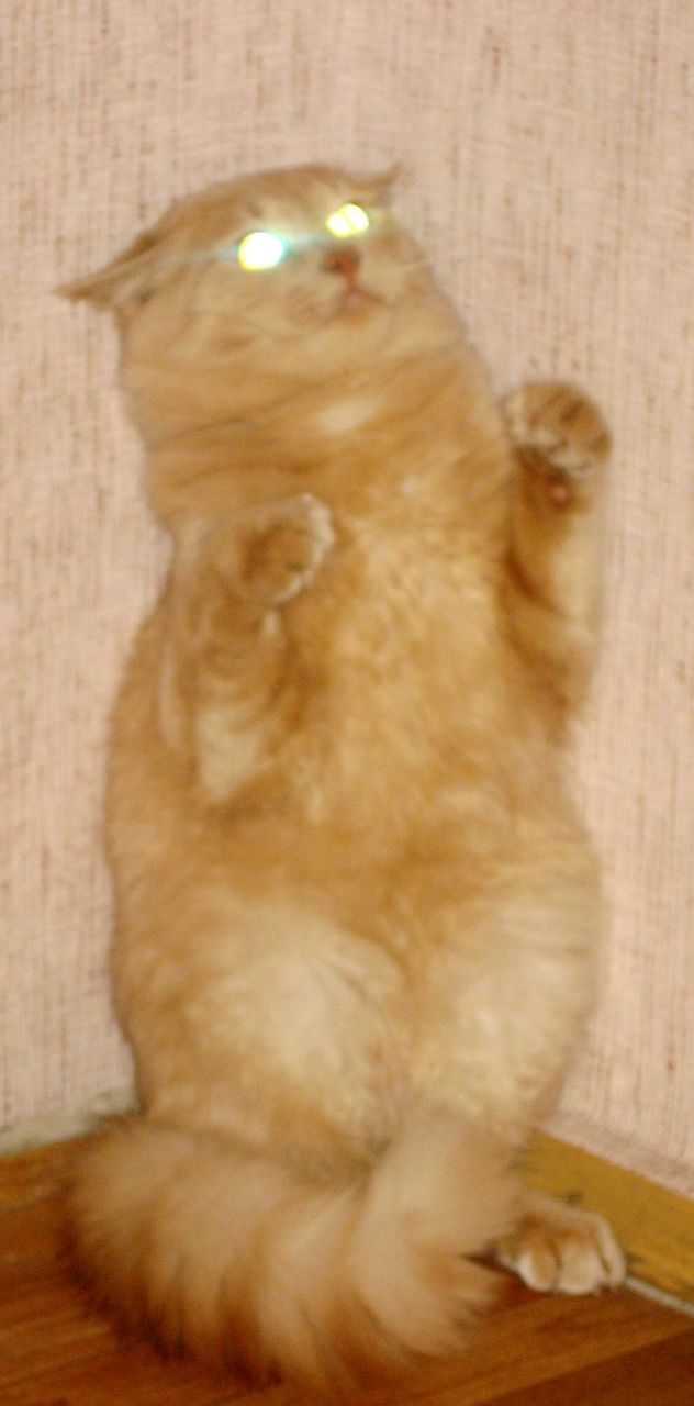 Анна Зборанская | Киев