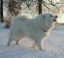 №16 Сергей Головин