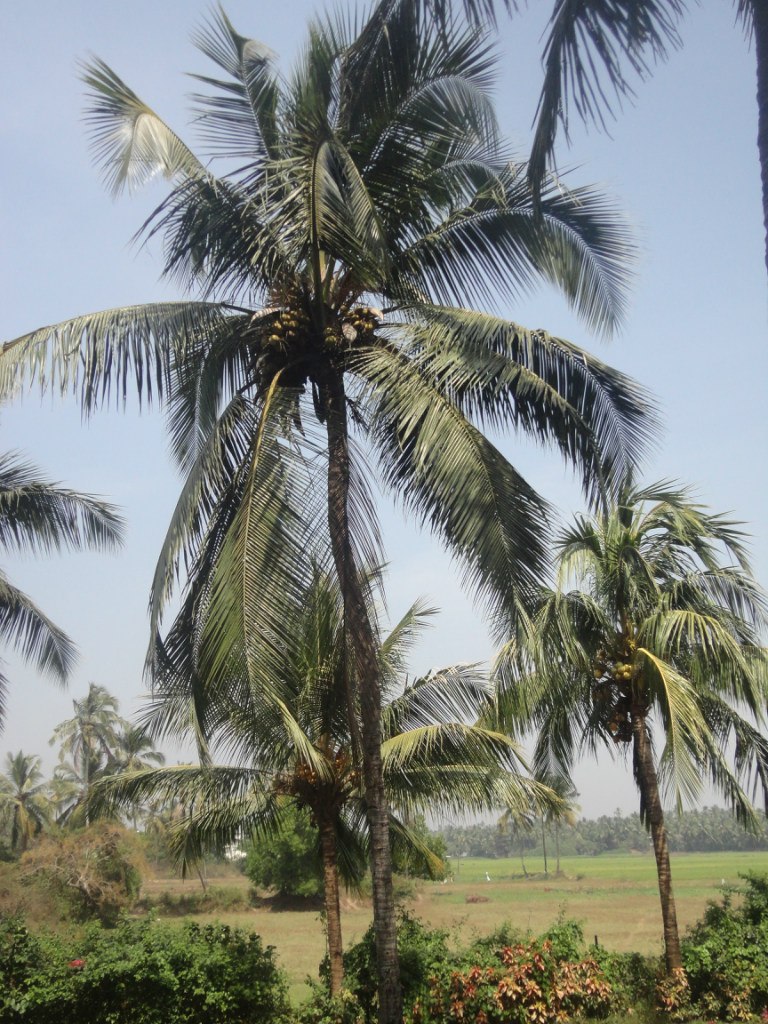 Артем Агафонов pixsel | Краснознаменск