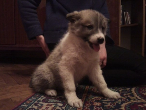 Іра Столяр | Лисовичи