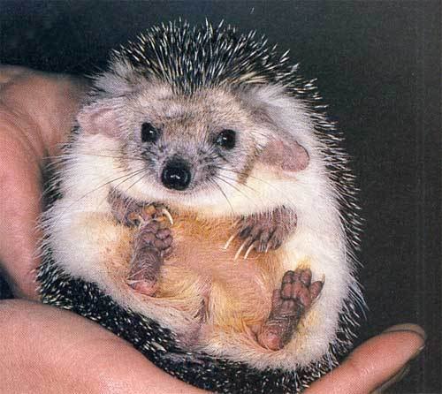 Володя Дидыч | Санкт-Петербург