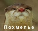 Фотография Виктория Пестова