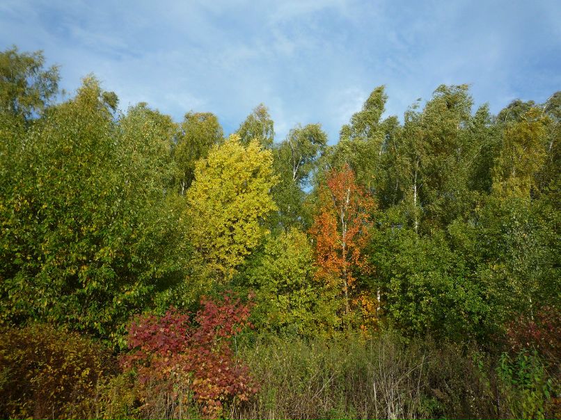 Варвара Алёшина | Москва