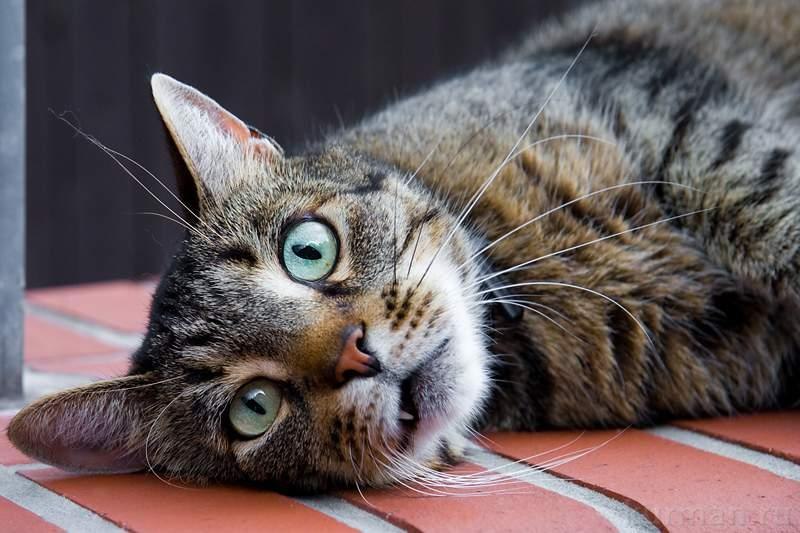 Ленар Арсланов | Набережные Челны