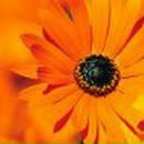 Жанна Маковчик | Брест