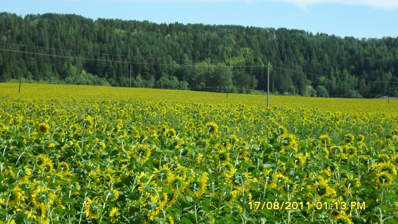 Зуфар Губайдуллин | Высокая Гора