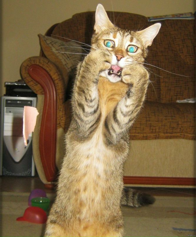 De Bond ' | Москва