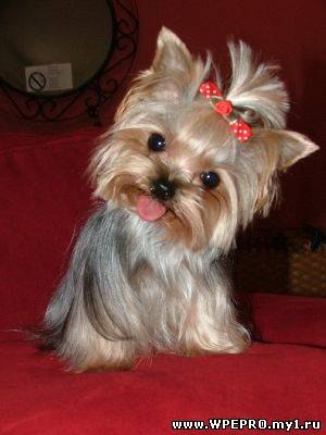 Алёна Лялеко | Петрозаводск