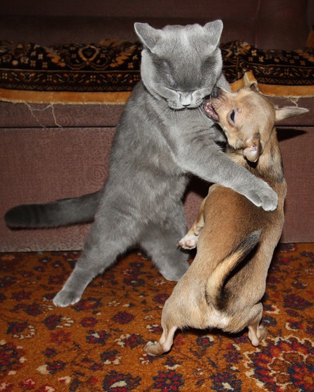 Кирилл Лазукин | Тула