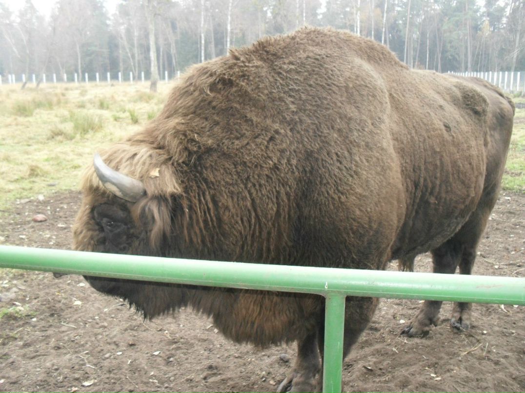 Виталий Башлаков | Дзержинск