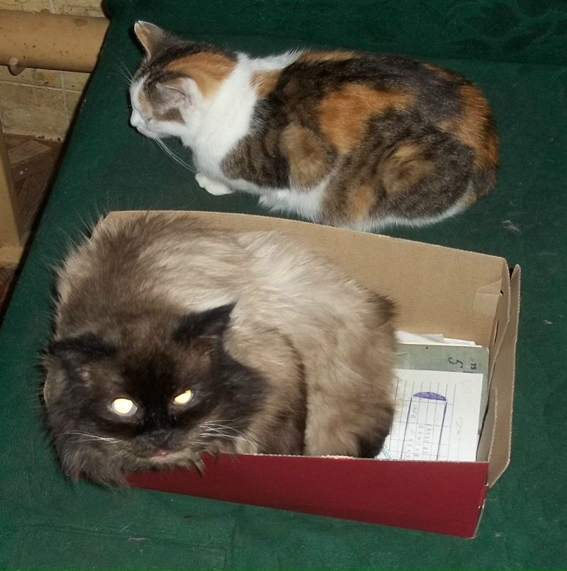 Елена Лустина | Орехово-Зуево