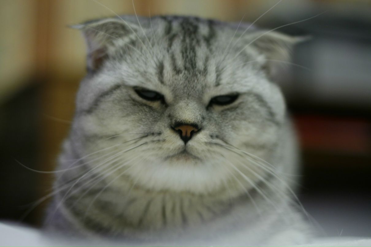 Алексей Лапшин Евгеньевич | 