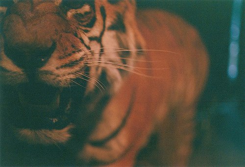 Ирина Пруст | 