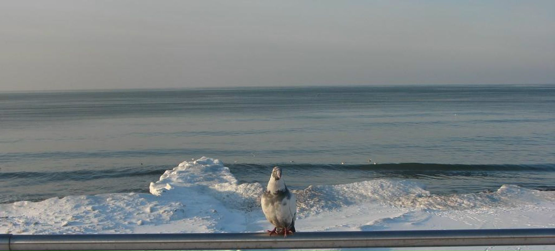 Юлия Витебская | Зеленоградск