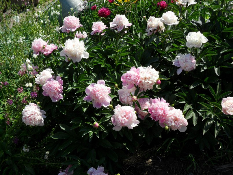 Анюта Назарова | Красноярск