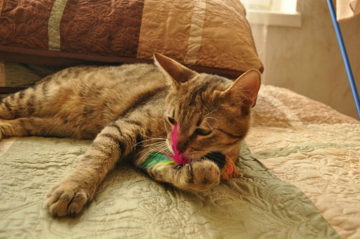 Константин Рагулин | Москва