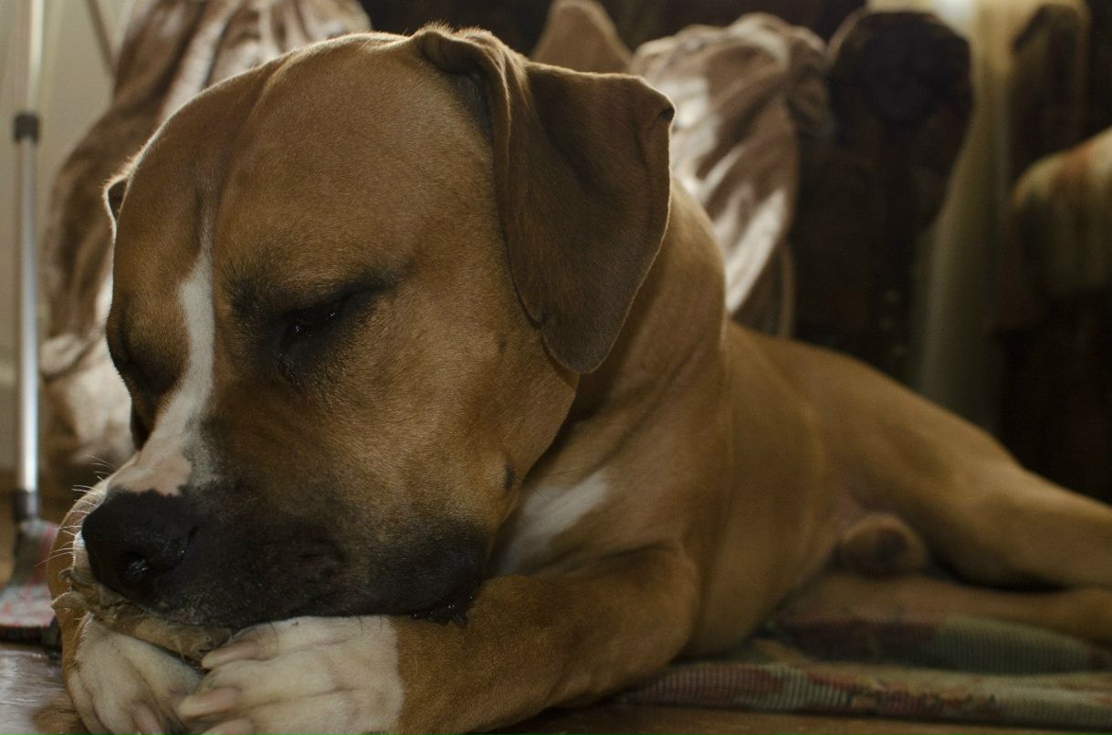 Света Шустикова | Йошкар-Ола