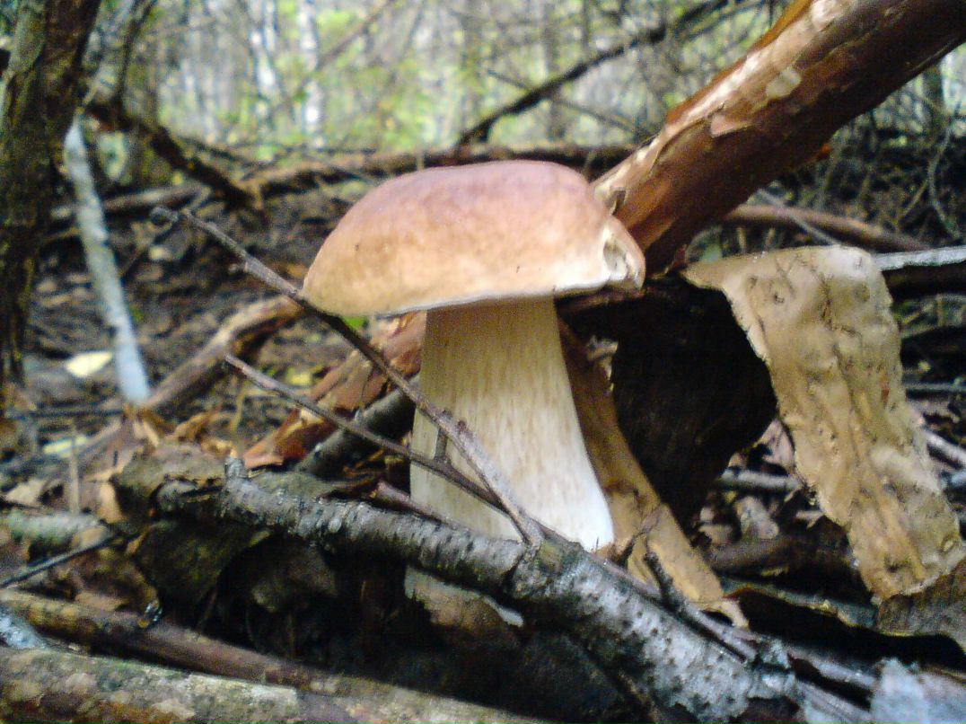 Алексей Бушай | Чернигов