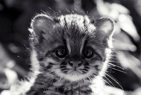 Анастасия Шаповалова | Москва