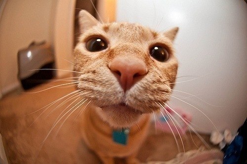 Татиана Рыжая | Киев