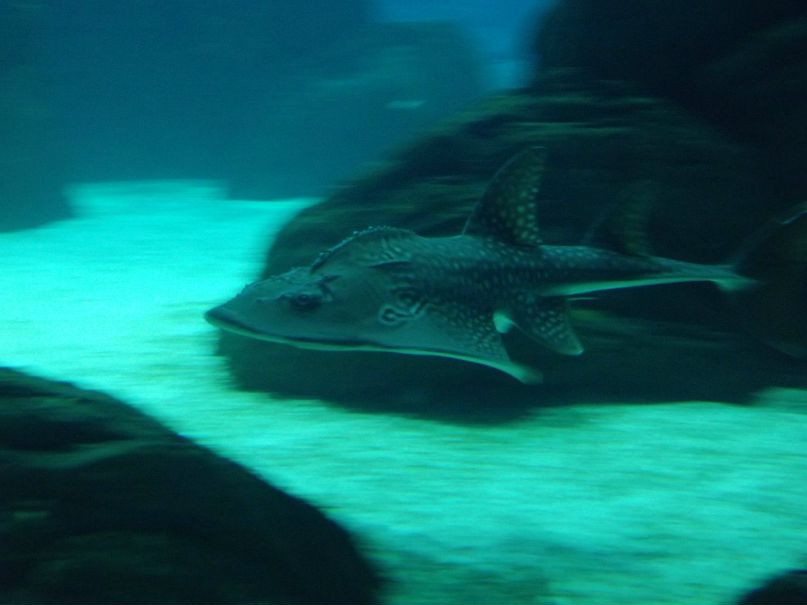 Вова Лещишин | Скалат