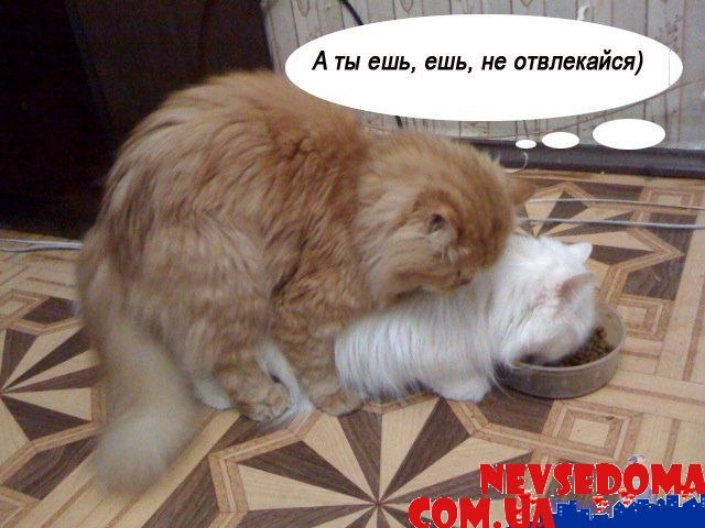 Михаил Яр-Туча | 