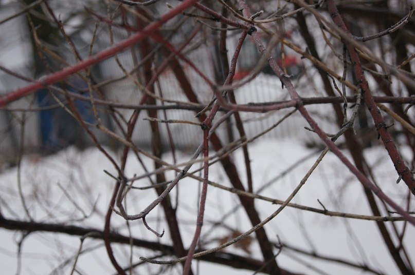 Евгения Киселёва | 