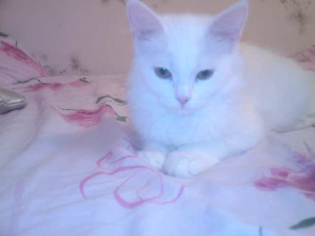 Катюшка Жевагина | 