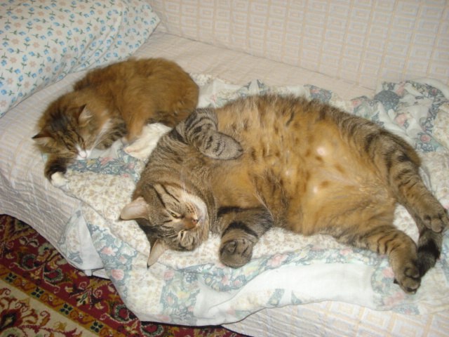 Елена Голуб | Санкт-Петербург