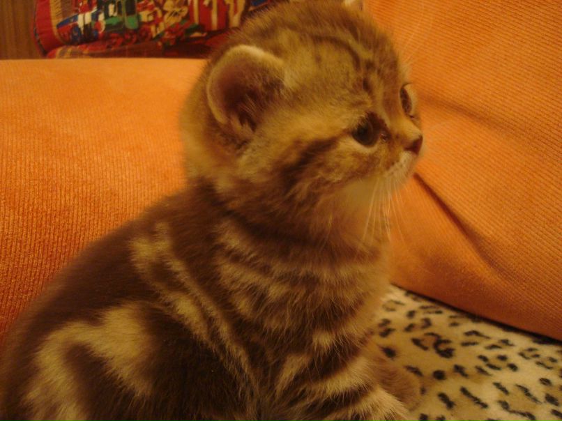 Лариса Дмитрук | Саратов