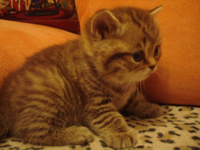 Лариса Дмитрук | Саратов