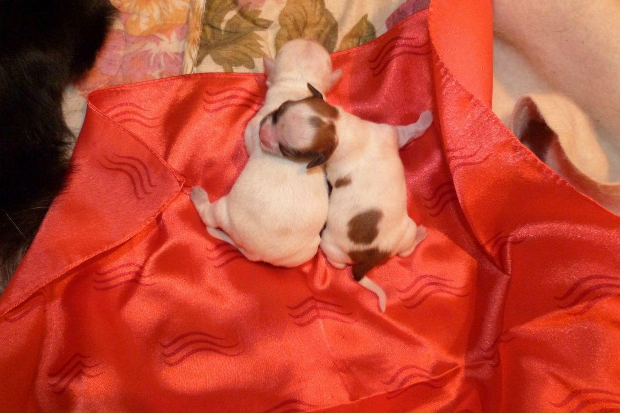 Dar Jah | Санкт-Петербург