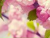 Светлана Купченко | Киев