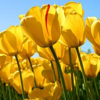 Ивана Иванова | 