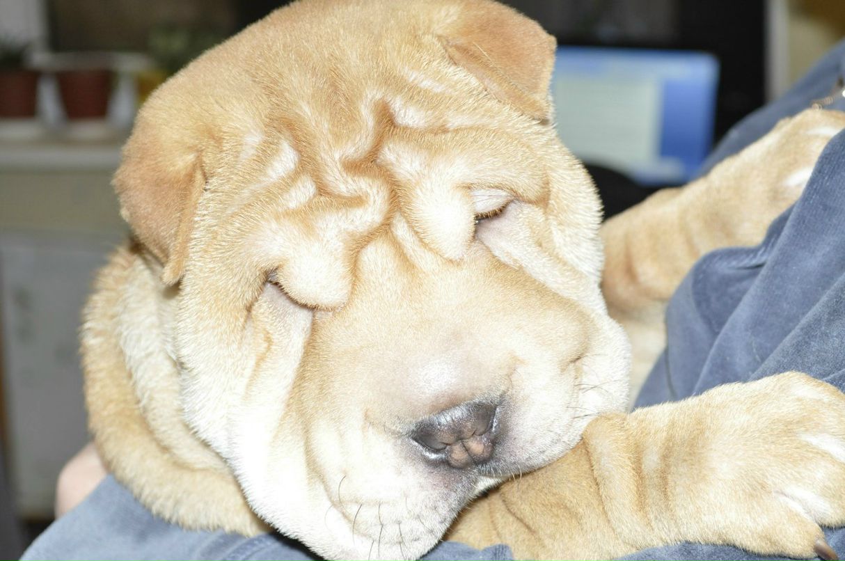 Анютка Николаенко | Киев