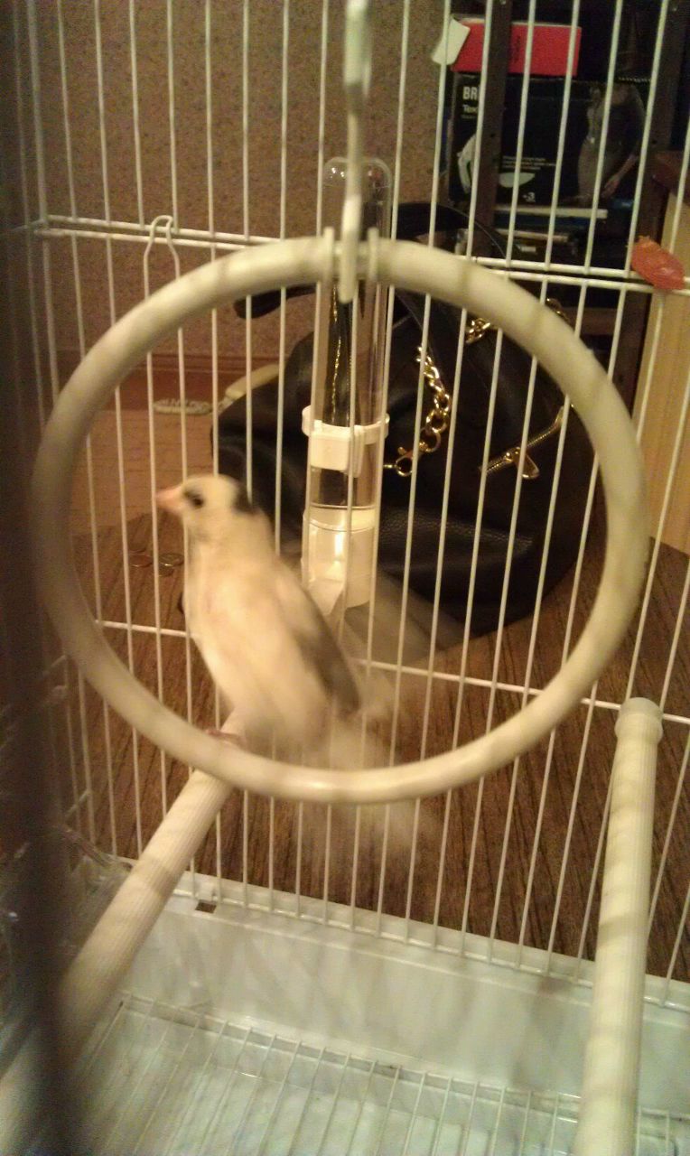 Диана Мустафина | Казань