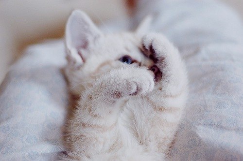 Андрій Мартинович (CBapoBcku) | Amsterdam