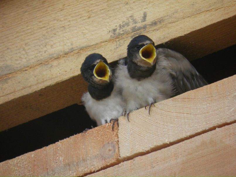 Юлия Польшина | Коммунар