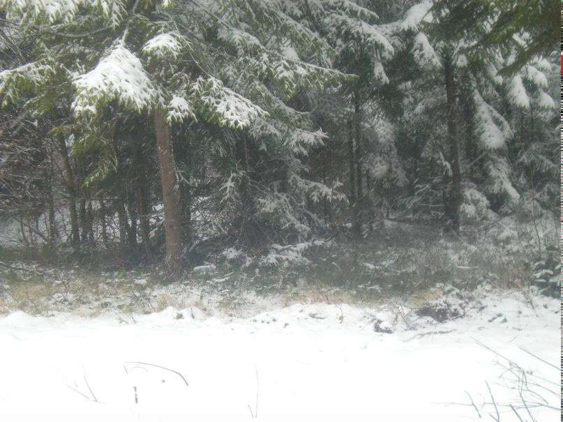 Женя Новоженюк | Надворная