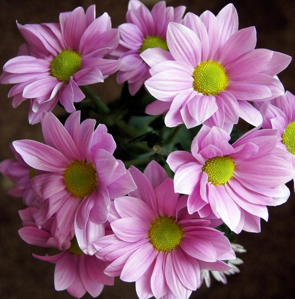 Светлана Иванкова | Дзержинск