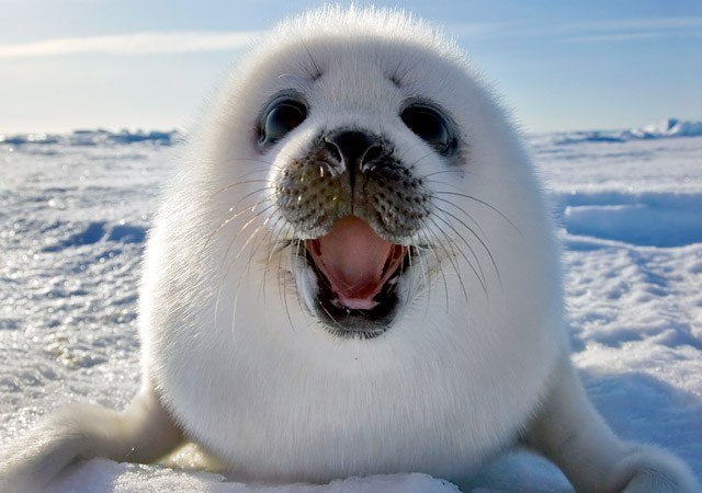 Лилит Резник | Санкт-Петербург