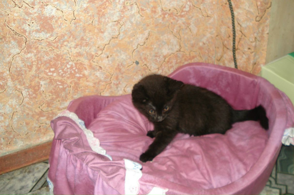 Georgii Stelmakh | Киев