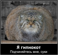 №116, Игорь Игоревич, 37 лет, Москва, Россия №116, Игорь Игоревич, 37 лет, Москва, Россия