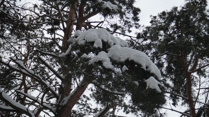 Анжелика Шкуропадская | Киев